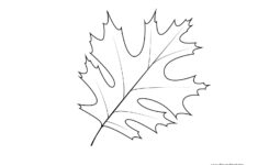 Leaf Templates Leaf Coloring Pages For Kids Leaf Printables Tim s
