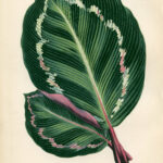 11 Free Tropical Leaves Drawings The Graphics Fairy
