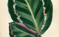 11 Free Tropical Leaves Drawings The Graphics Fairy