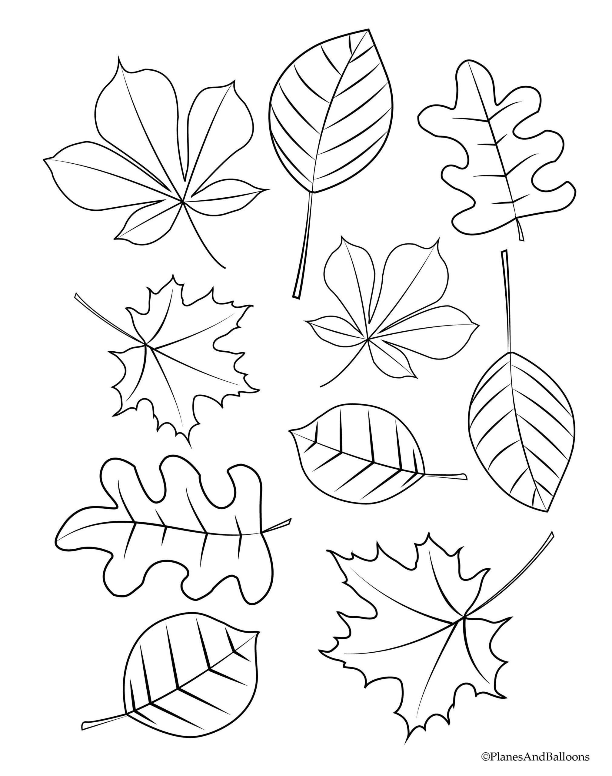 20 Fall Leaves Coloring Sheet Image School Info