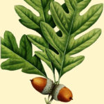 A Collection Of Vintage Botanical Leaf Prints To Download Including