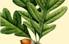 A Collection Of Vintage Botanical Leaf Prints To Download Including