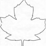 A Maple Leaf Maple Leaf Drawing Leaf Drawing Maple Leaf Art
