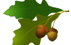 Acorn Free Download Manhattanapo