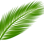 Arecaceae Leaf Clip Art Palm Leaf Transparent Clip Art Image Png
