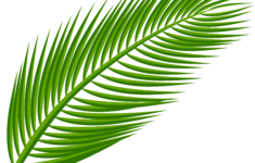 Arecaceae Leaf Clip Art Palm Leaf Transparent Clip Art Image Png