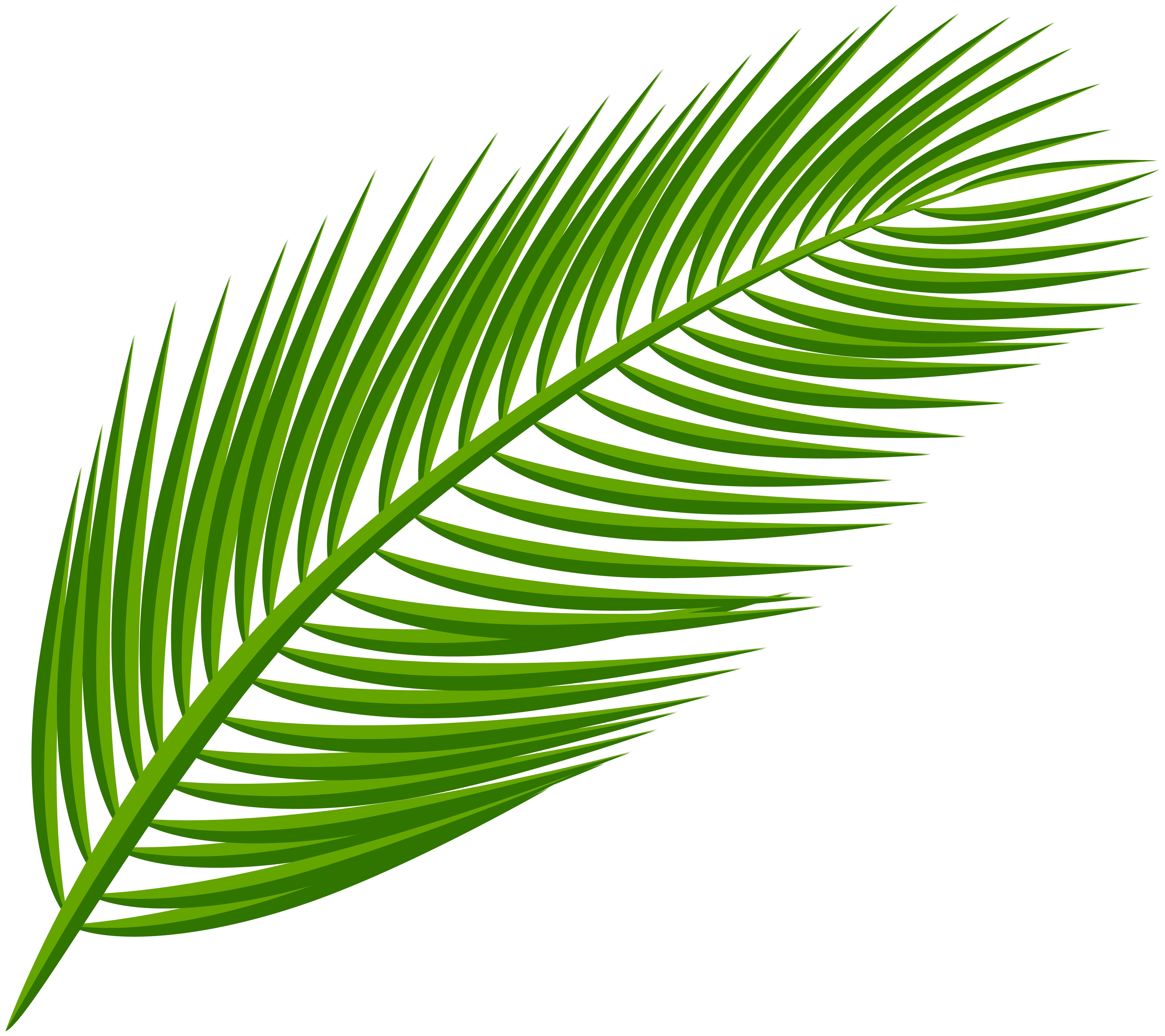 Arecaceae Leaf Clip Art Palm Leaf Transparent Clip Art Image Png 