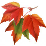 Autumn Leaves Graphics ClipArt Best