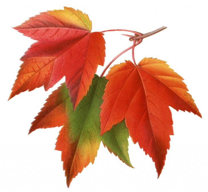 Maple Leaves Printables