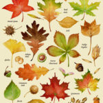 Autumn Leaves Print Leaf Varieties Types Of Leaves Seeds Fall
