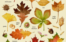 Autumn Leaves Print Leaf Varieties Types Of Leaves Seeds Fall