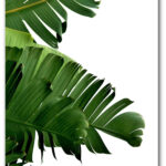 Banana Leaf Print Tropical Palm Leaf 8 X 10 Inches Unframed Banana