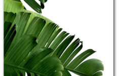 Banana Leaf Print Tropical Palm Leaf 8 X 10 Inches Unframed Banana