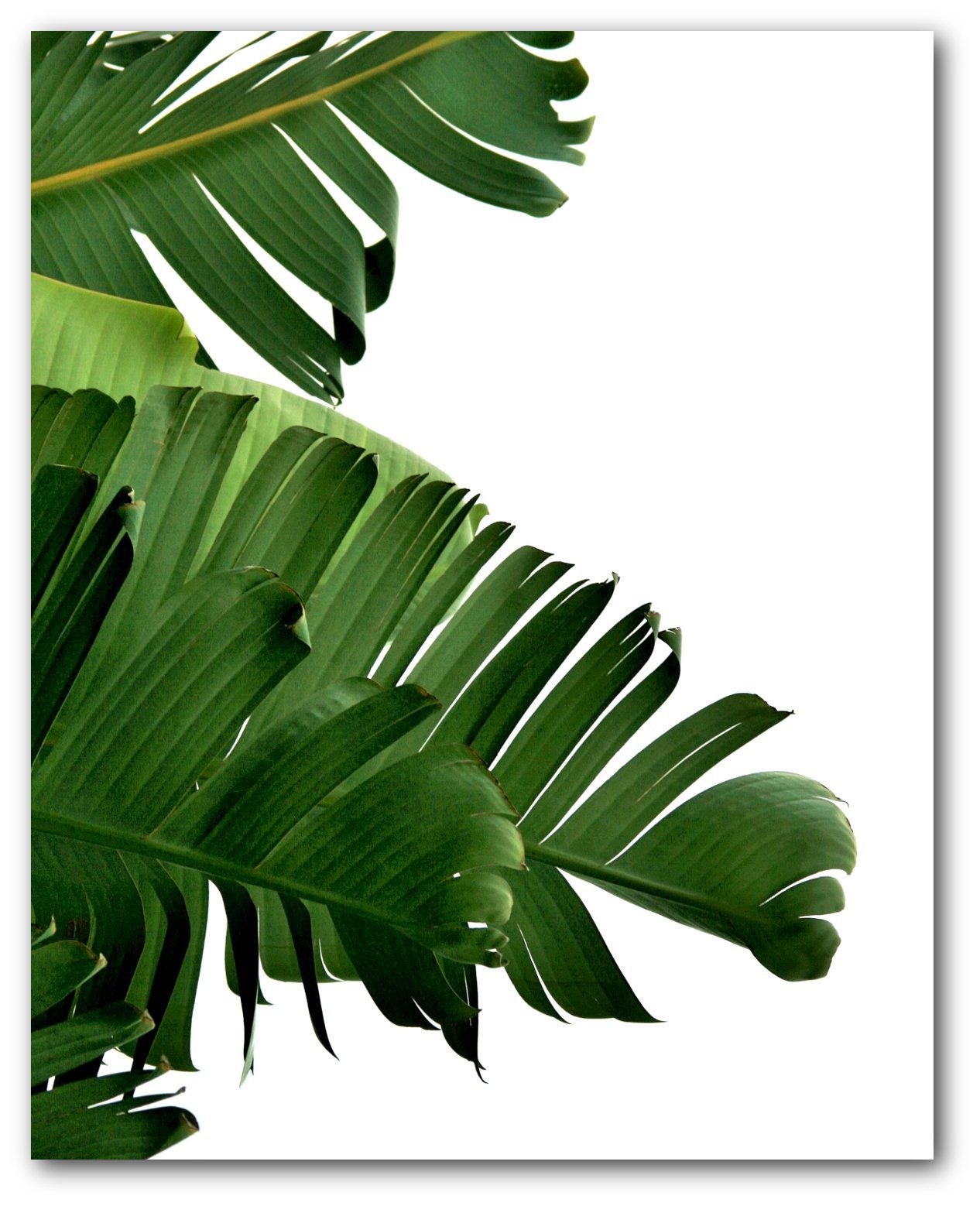Banana Leaf Print Tropical Palm Leaf 8 X 10 Inches Unframed Banana 