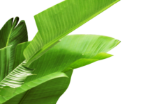 Banana Leaf Printable Printable Word Searches