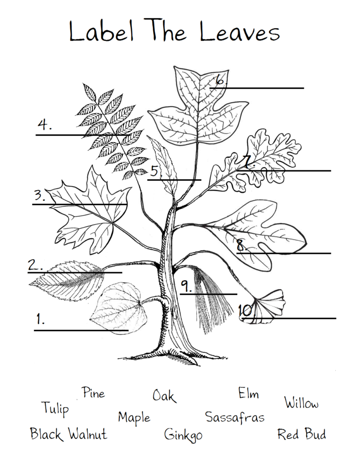 Leaf Identification Worksheets Printables