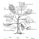 ChickeeMaMa Leaf Worksheet