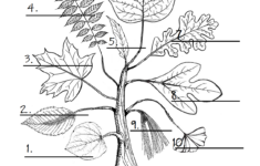 ChickeeMaMa Leaf Worksheet