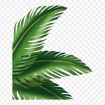 CRMla Tropical Leaves Clipart Transparent