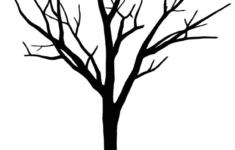 Drawing Tree Leaf Oak Sketch Tree Png Download 603 800 Free