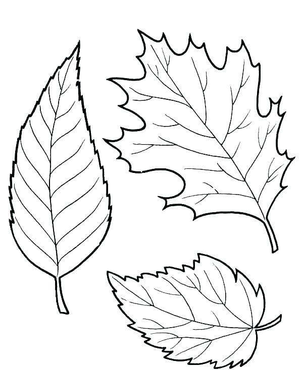 Fall Leaves Coloring Pages FREE Printable