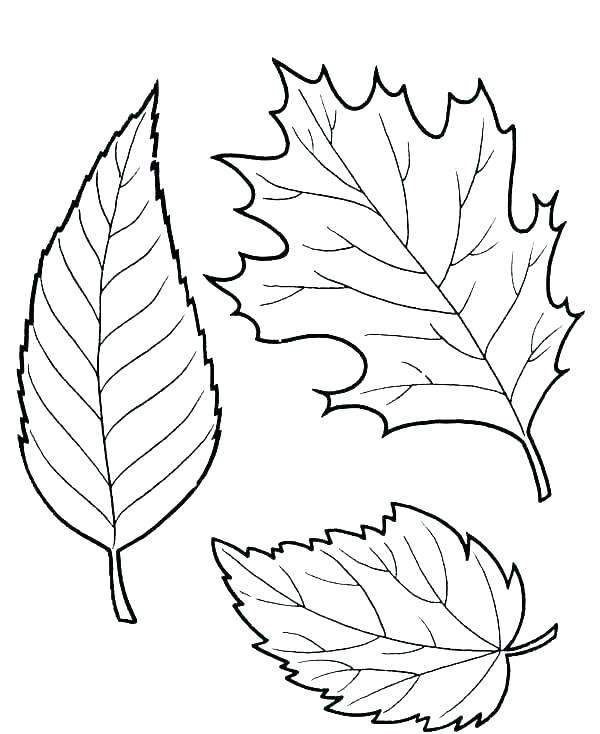 FREE Printable Coloring Pages Fall Leaves