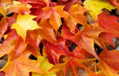 Fall Tree Leaves Art Prints Colorful Autumn By BasleeArtPrints