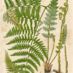 Fern Botanical Drawing At GetDrawings Free Download