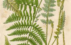 Fern Botanical Drawing At GetDrawings Free Download