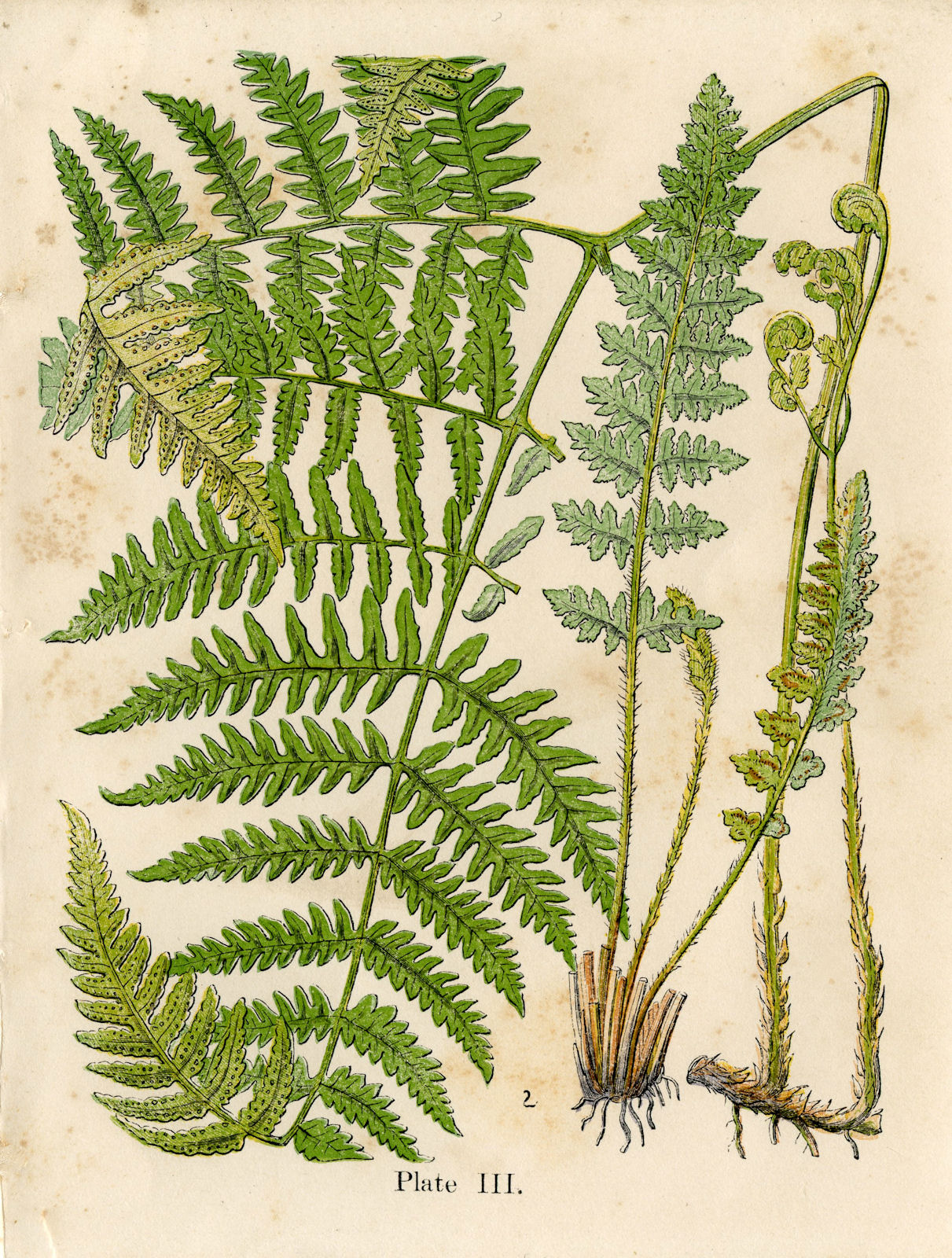 Fern Botanical Drawing At GetDrawings Free Download