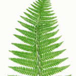 Fern Leaf Vintage Art Free Stock Photo Public Domain Pictures