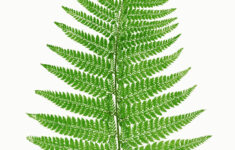 Fern Leaf Vintage Art Free Stock Photo Public Domain Pictures
