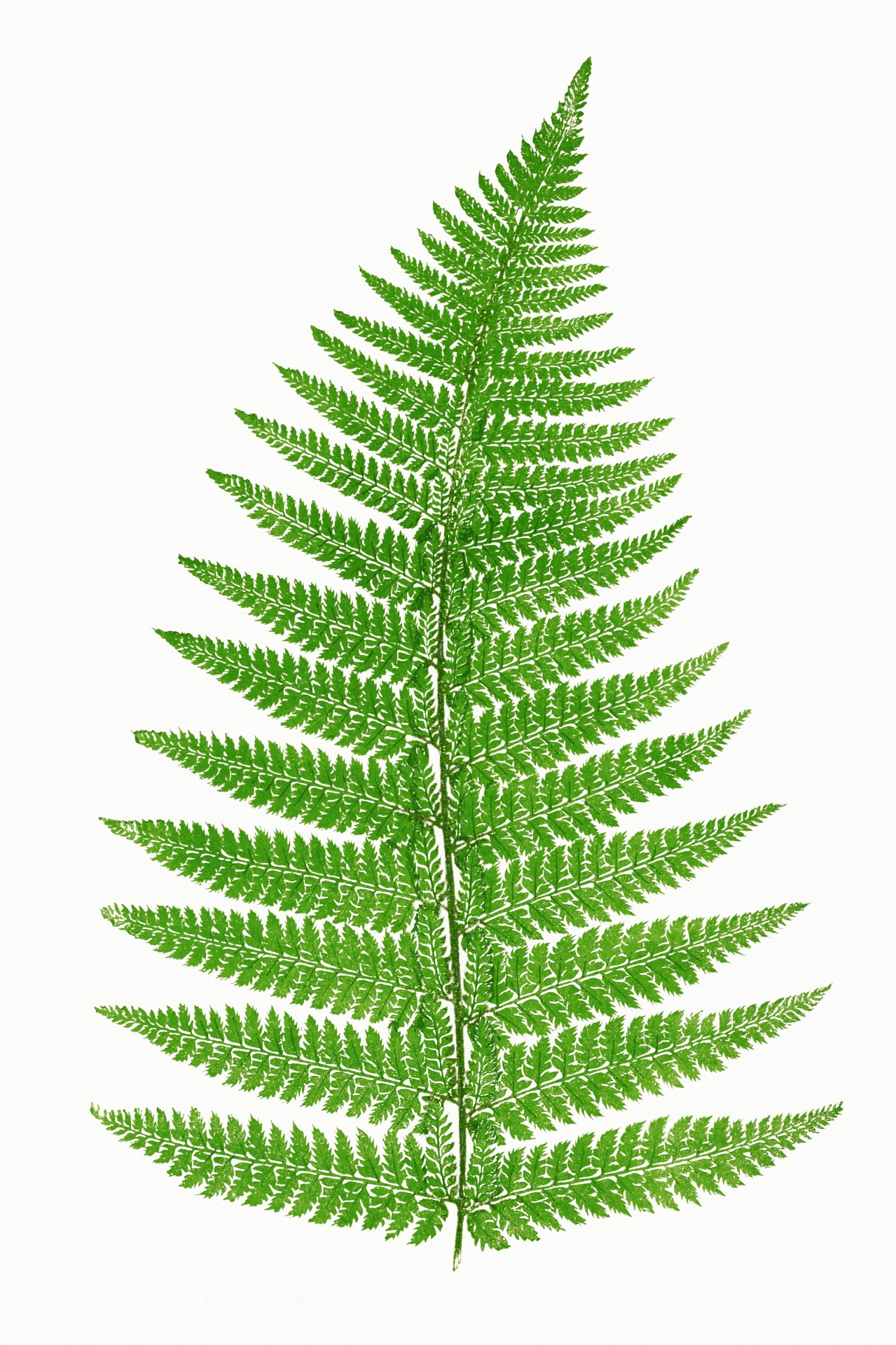 Fern Leaf Vintage Art Free Stock Photo Public Domain Pictures