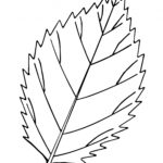 Free Leaf Cliparts Outline Download Free Leaf Cliparts Outline Png