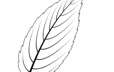 Free Printable Large Leaf Templates Stencils And Patterns