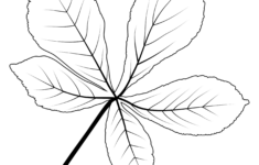 Free Printable Large Leaf Templates Stencils And Patterns Leaf