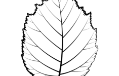 Free Printable Large Leaf Templates Stencils And Patterns Leaf