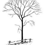 Free Printable Tree Coloring Pages For Kids