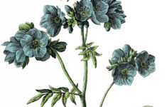 Free Vintage Botanical Printables Instant Art Printable Download