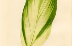 Gorgeous Green Tropical Leaf Download The Graphics Fairy