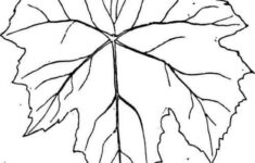 Grape Leaves Colouring Pages Leaf Template Grapevine Leaf Drawings