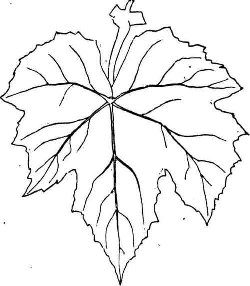 Grape Leaves Colouring Pages Leaf Template Grapevine Leaf Drawings