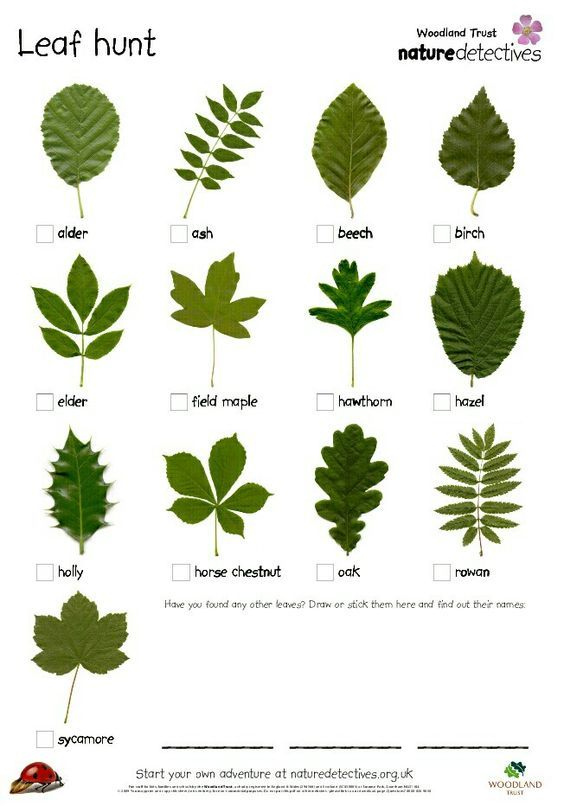Leaf Identification For Kids Printables