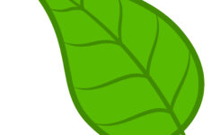Green Leaf Clipart 20 Free Cliparts Download Images On Clipground 2022