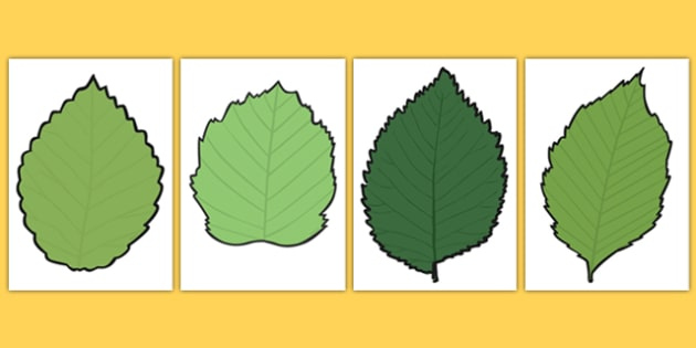 Green Leaf Templates F 2 Australia teacher Made 