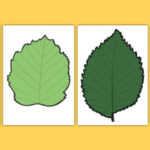 Green Leaf Templates F 2 Australia Teacher Made