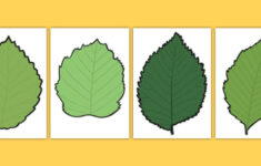 Green Leaf Templates F 2 Australia teacher Made