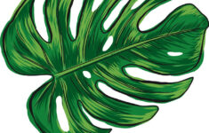 Hand Drawn Monstera Deliciosa Tropical Leaf Isolated On White