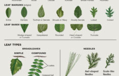 Identifying Vine Identification By Leaf Knowledge thepoetandtheplant