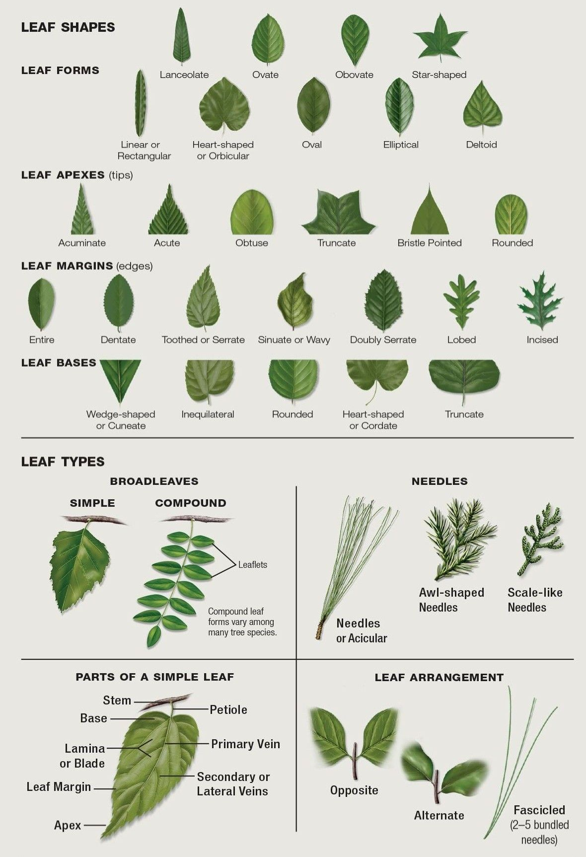 Identifying Vine Identification By Leaf Knowledge thepoetandtheplant